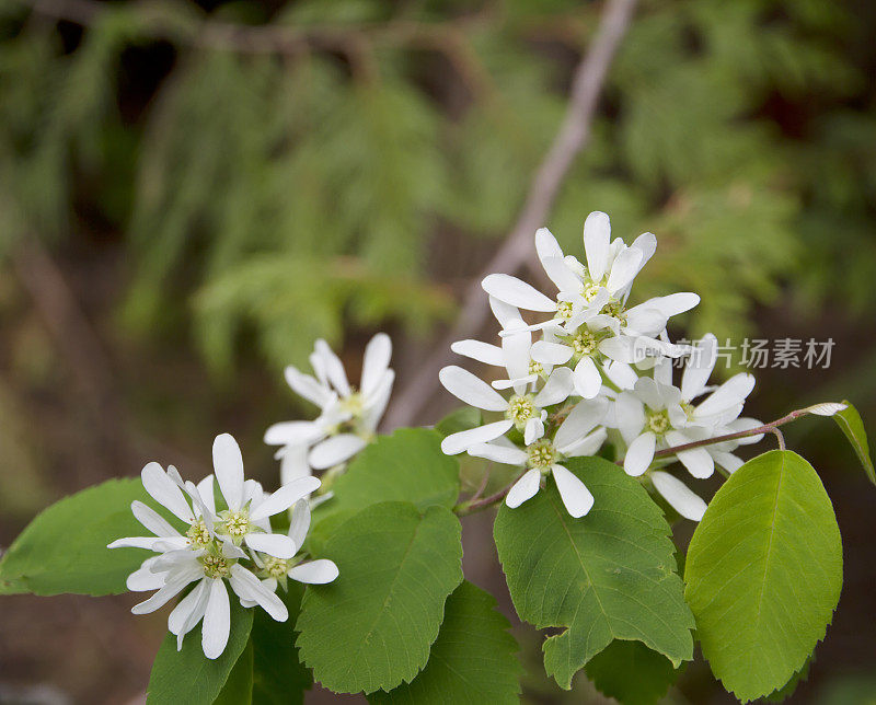 西部serviceberry，萨斯卡通(Amelanchier alnifoon)开花